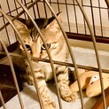 保護しました。