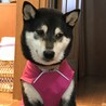 の写真