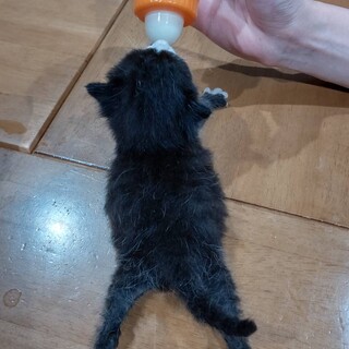 お口の模様がかわいい、キング君