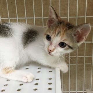 里親決定○三毛猫パピコちゃん
