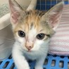 里親決定○三毛猫パピコちゃん サムネイル2