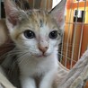 里親決定○三毛猫パピコちゃん サムネイル3