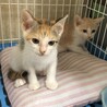 里親決定○三毛猫パピコちゃん サムネイル5