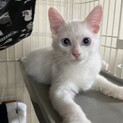 毛長の青い瞳のかわいい白猫みるきーくん