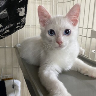 毛長の青い瞳のかわいい白猫みるきーくん