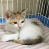 里親決定○三毛猫パピコちゃん サムネイル4