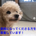 トイプードル11歳♂