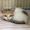 里親決定○三毛猫パピコちゃん サムネイル7