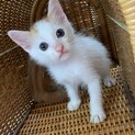 里親さま決まりました☆