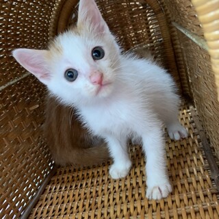 里親さま決まりました☆