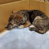 甲斐犬ミックスの子犬ちゃん里親募集 サムネイル4