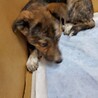 甲斐犬ミックスの子犬ちゃん里親募集 サムネイル5