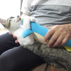 チロはトライアルへチビ太と母はダイエットへ