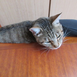 「チロはトライアルへチビ太と母はダイエットへ」サムネイル2