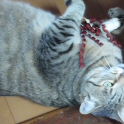 「チロはトライアルへチビ太と母はダイエットへ」サムネイル3