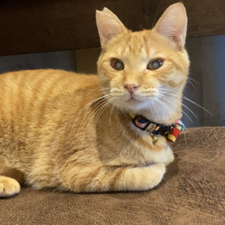 人馴れ抜群！！甘えん坊にキイタ君　推定1歳