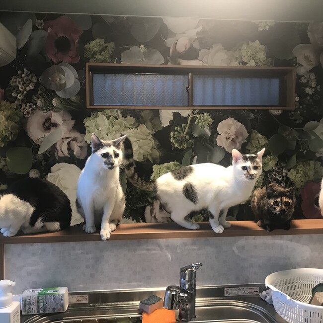 松子135のカバー写真