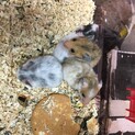 カラーハムスターの赤ちゃん里親募集中　残り2匹。