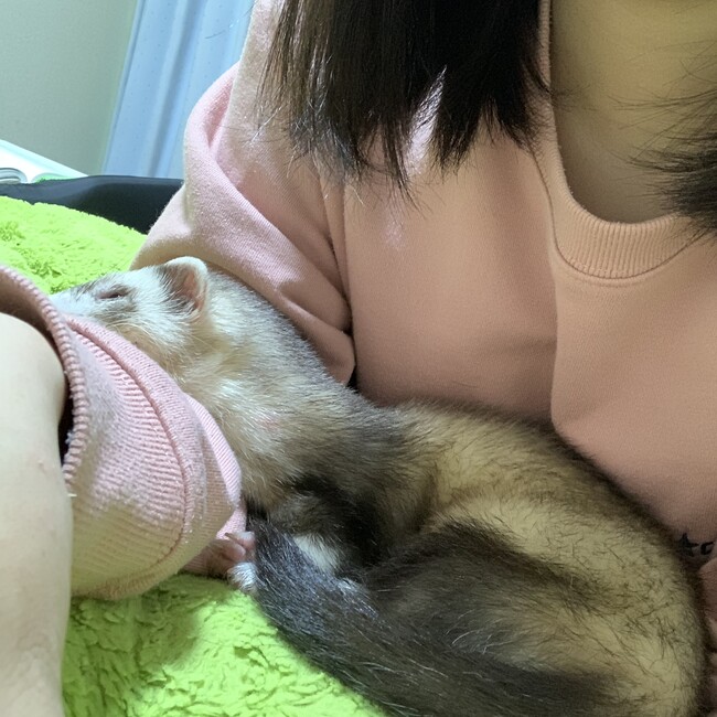 唐辛子のカバー写真