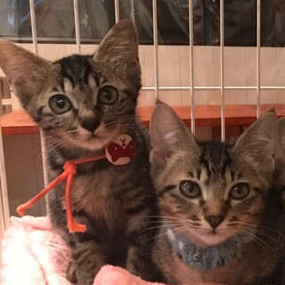 人も猫も大好きな、可愛い女の子です。