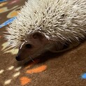 3月生まれのハリネズミ
