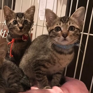 ライオンさんのような可愛い男の子です。