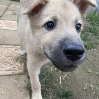 Mellow’s Pups #2♡ Rolph