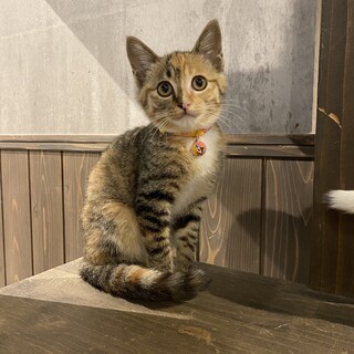 可愛いお顔の三毛　ボアちゃん　推定3ヶ月