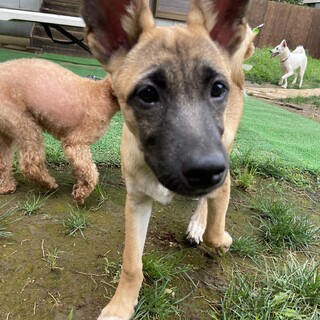 Mellow’s Pups♡Zeus