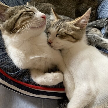 テレビが付いていてもスヤスヤ寝られちゃう仔猫達