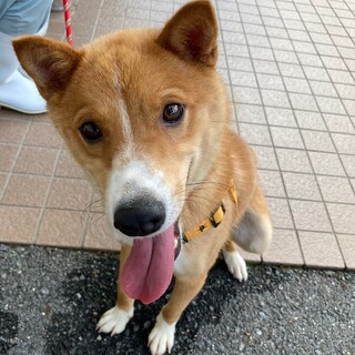 尻尾フリフリ♪人が大好きな翔太君