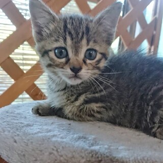 生後２ヶ月キジトラのチヒロちゃん