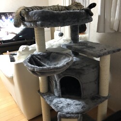 新しいキャットタワー