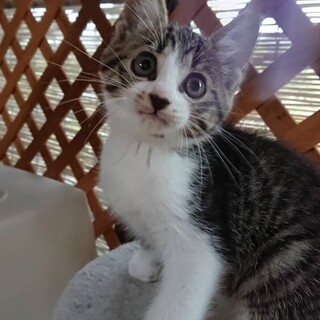 生後２ヶ月キジ白のコハクくん