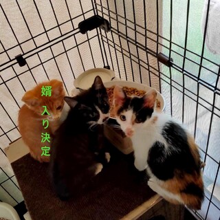 姉妹での引き取り希望