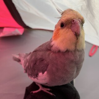 可愛がってくださる方　探しています