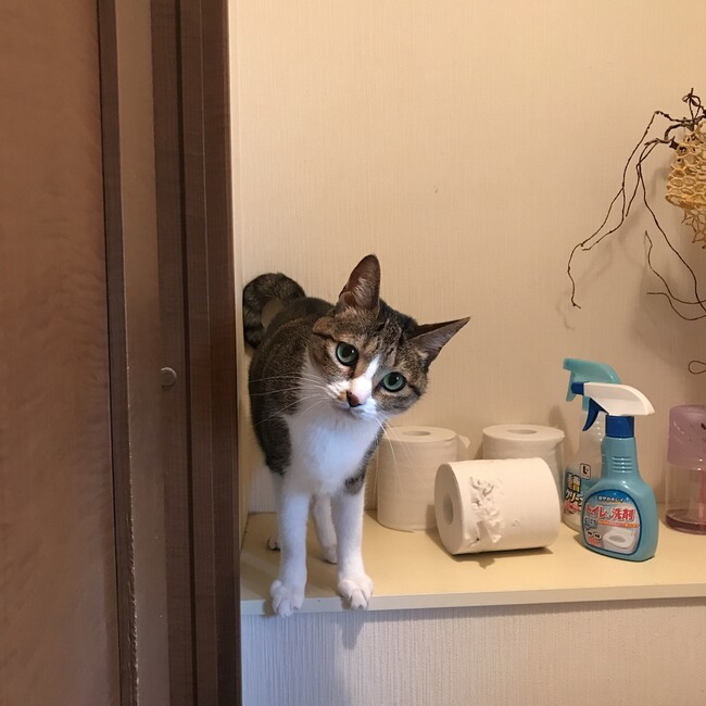 ponderingのカバー写真