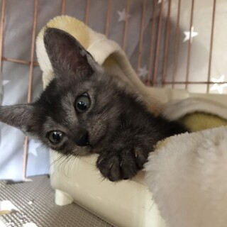 リアルトム！と黒サビちゃん！