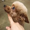 家族が決まりました サムネイル2