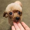 家族が決まりました サムネイル4