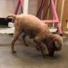家族が決まりました サムネイル3