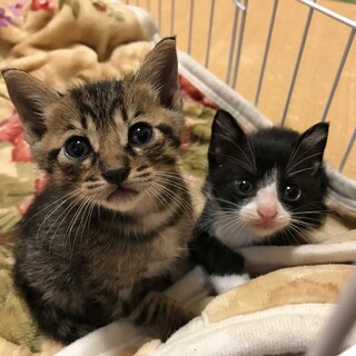 Little Bisco様んちの子達♥猫♥オーダー(ΦωΦ)(ΦωΦ)(ΦωΦ)