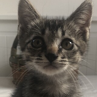 元気いっぱいのあまえんぼう美少年　きじとら１か月