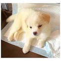 保護っこ♪つきちゃん　里親絶賛募集中！