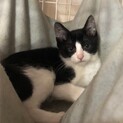 人慣れ修行中　少し怖がりのハチワレ　ハムくん
