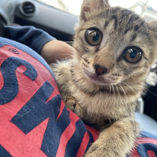 かわいいサバトラ×キジトラちゃん