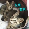 【募集停止】人懐っこいキジ兄弟（生後２か月） サムネイル2