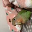コザクラインコの里親募集！！
