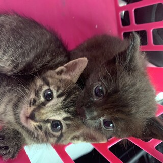生後1ヶ月の子猫が捨てられていました！
