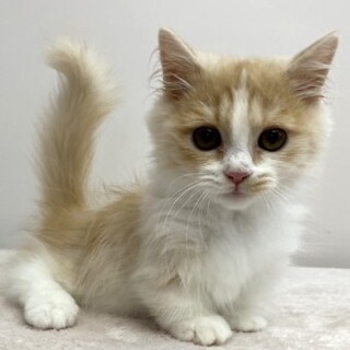 マンチカンのジャンプくん